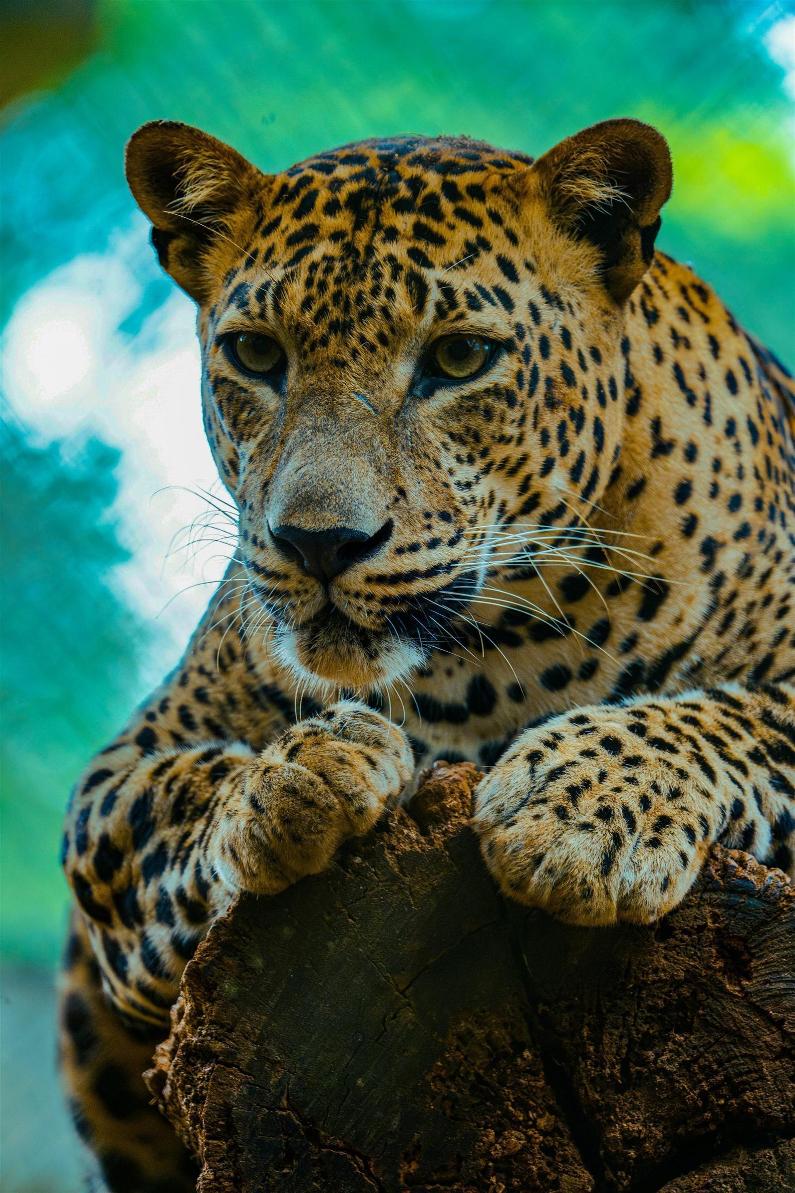 Wilpattu National Park - Sri Lanka